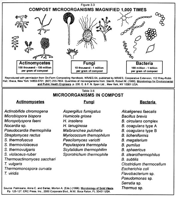 [compost microorganisms magnified]